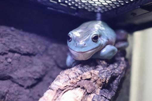 Photo, yea mega frog, a frog, frog, 
