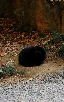 黒猫 黒猫 黒猫,野良,公園の写真素材