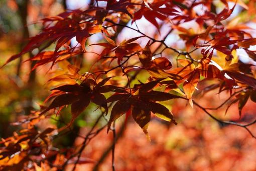 紅葉 紅葉の写真