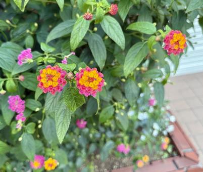 植え込みのプチランサス 植え込みのプチランサスの写真