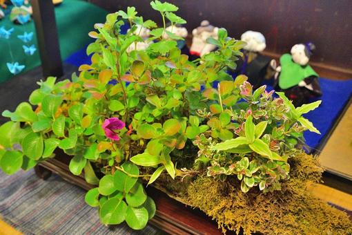 盆栽 盆栽の写真