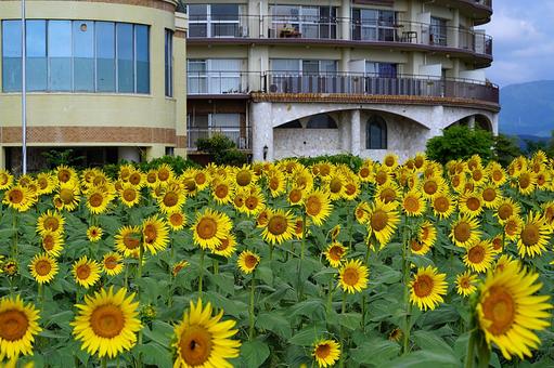 第1なぎさ公園 ひまわり2025年 63 第1なぎさ公園 ひまわり2025年 63 滋賀県,守山市,第1なぎさ公園の写真素材
