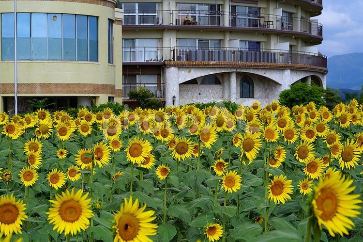 第１なぎさ公園　ひまわり2025年　63 滋賀県,守山市,第１なぎさ公園の写真素材