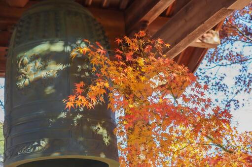 秋の音色 秋,紅葉,もみじの写真素材