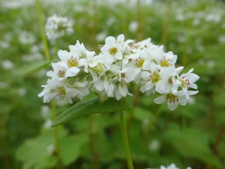小さな花の美しさ―そばの花クローズアップ 小さな花の美しさ―そばの花クローズアップの写真