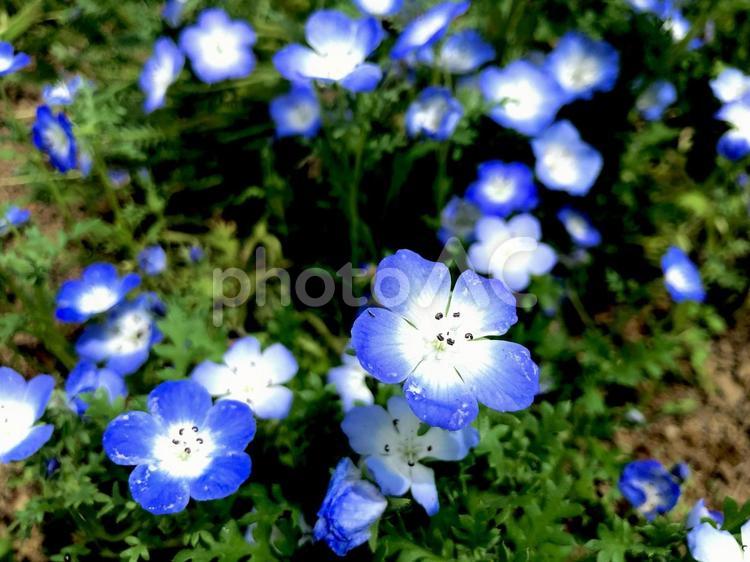 初夏の花畑 初夏,花畑,夏の写真素材