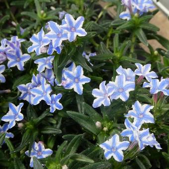 Bellflower Star Flower, JPG