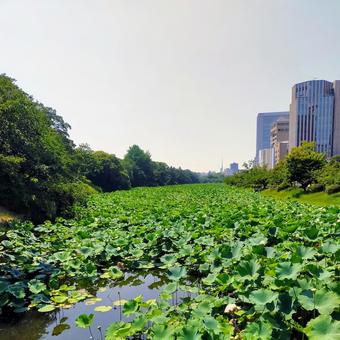 公園 公園の写真