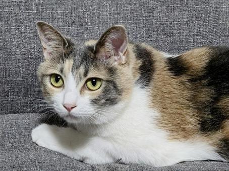 Staring cat, JPG