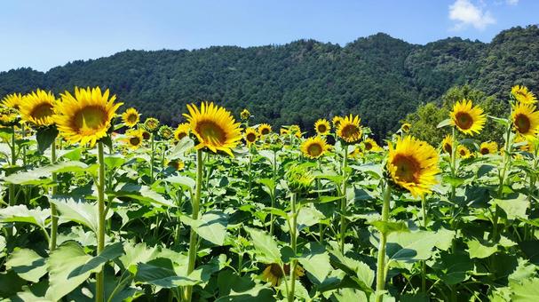 夏を抱きしめる花畑 夏を抱きしめる花畑の写真