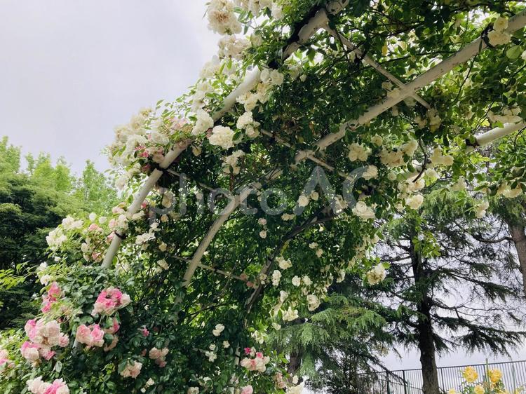 バラのアーチ バラ園,バラのアーチ,バラの写真素材