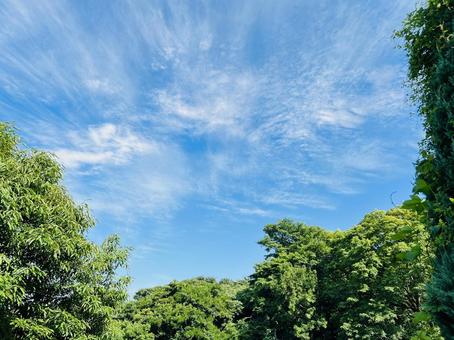 A refreshing landscape of blue skies and lush green trees, JPG A refreshing landscape of blue skies and lush green trees, JPG