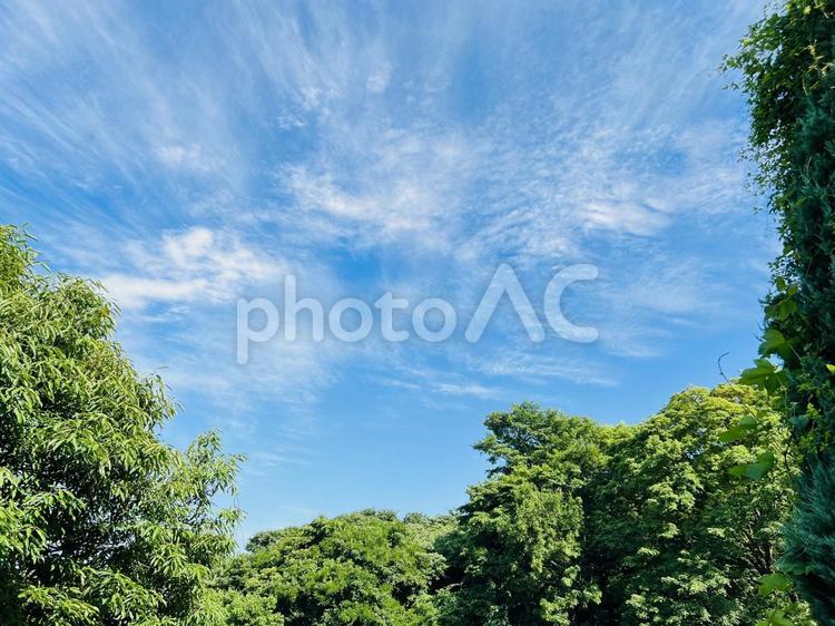 青空と緑豊かな樹木の爽やかな風景 青空,空,雲の写真素材
