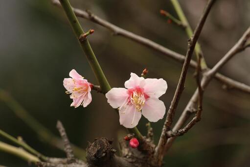 紅梅の花のクローズアップ 紅梅,梅,梅の花の写真素材