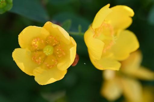 Goldenrod flowers blooming in the garden, JPG Goldenrod flowers blooming in the garden, JPG
