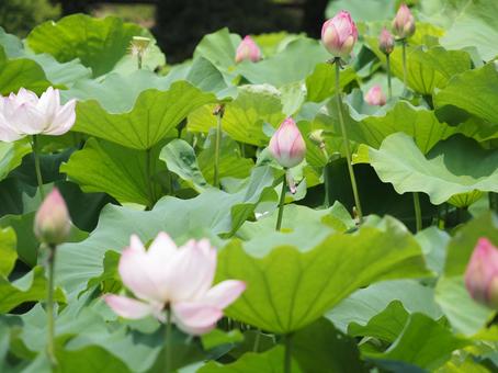 蓮の花 沼地 蓮の花 沼地 蓮,ハス,蕾の写真素材