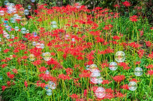 彼岸花の風景(シャボン玉) 彼岸花の風景(シャボン玉) 9月,秋,彼岸の写真素材