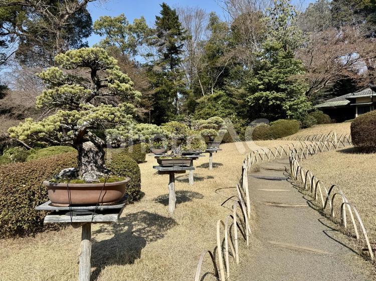 明治神宮　御苑　隔雲亭 数寄屋造り,松,森の写真素材