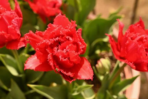 Photo, fairy dream, it&#39;s a tulip, spring, 
