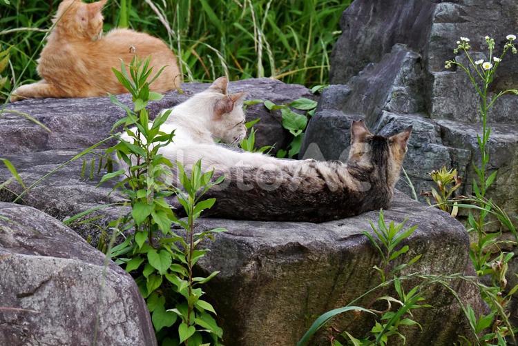 5月の公園猫 ネコ,猫,公園猫の写真素材
