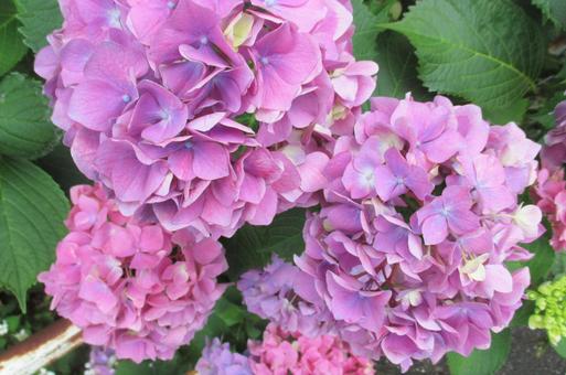 アジサイの花の写真