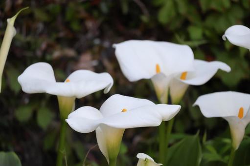 白い花びらのカラーの花のアップの写真