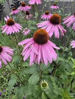 夏に咲く花 夏に咲く花の写真