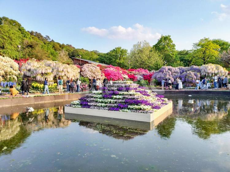 池の畔の春の花々　あしかがフラワーパーク 藤,藤の花,あしかがフラワーパークの写真素材
