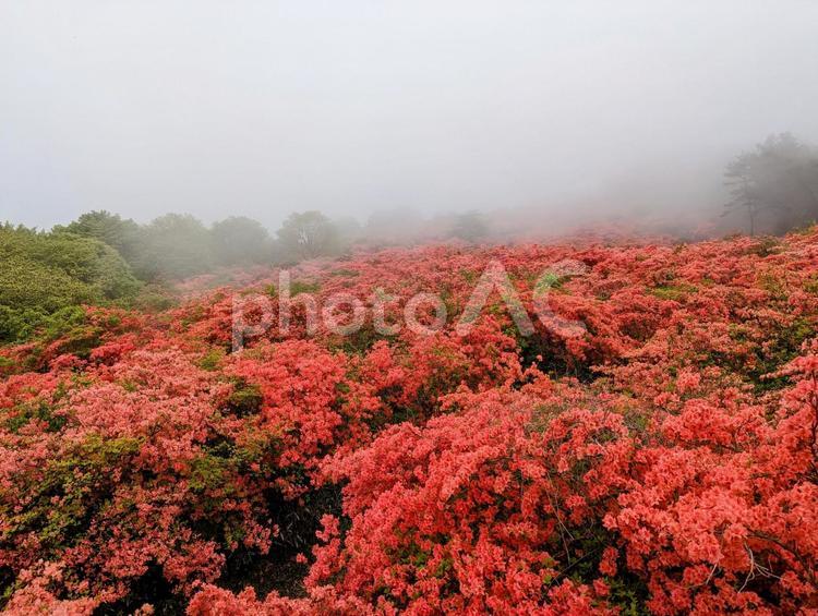 ツツジの名所「徳仙丈山」のつつじ③ 宮城県,気仙沼市,徳仙丈山の写真素材