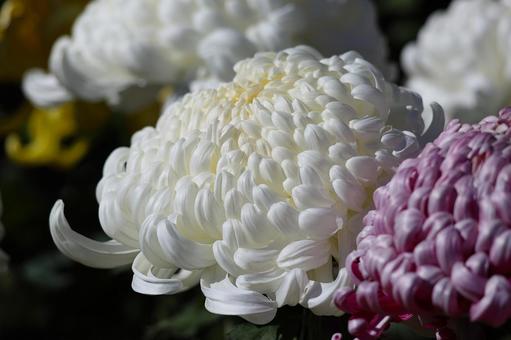 菊の花 菊,花,白の写真素材