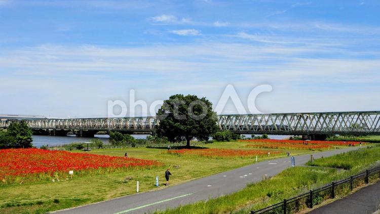 荒川の深紅のポピー＆鉄橋（江戸川区平井） 初夏,ポピー,荒川の写真素材
