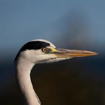 アオサギ アオサギ アオサギ,サギ,野鳥の写真素材