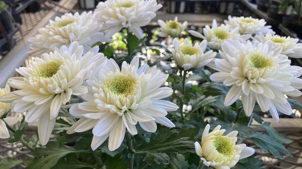 綺麗な花 綺麗な花の写真