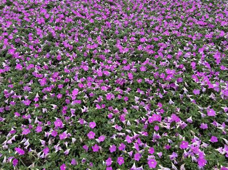 ピンクの花が咲く花畑 花畑,ピンクの花,小花の写真素材