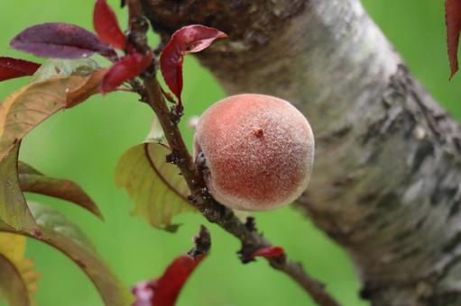 ハナモモのピンクの実になる木の枝 ハナモモのピンクの実になる木の枝 ハナモモ,ピンク,実の写真素材