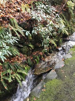 せせらぎの写真