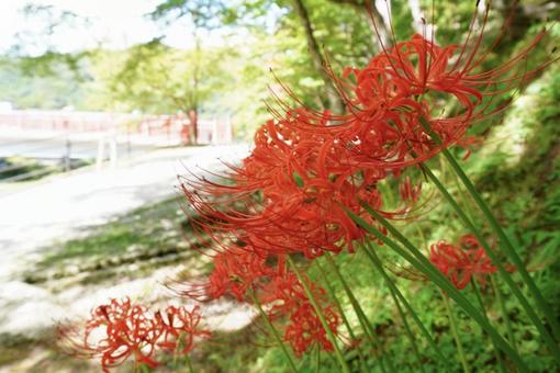 香嵐渓の赤い橋と彼岸花 香嵐渓の赤い橋と彼岸花の写真