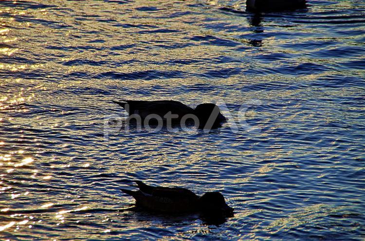 さざなみ光る池と影絵の水鳥 さざなみ,漣,池の写真素材