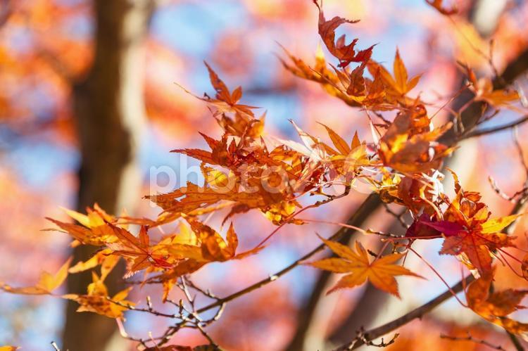 桜山公園　紅葉風景　紅葉　紅葉狩り１ 桜山公園,紅葉,風景の写真素材