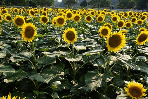 ひまわりの写真