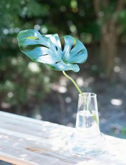 花瓶のモンステラの葉 花瓶のモンステラの葉の写真