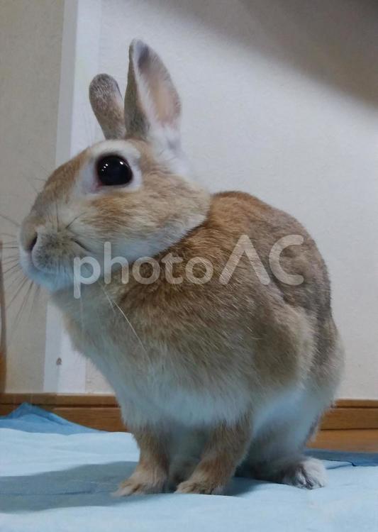 部屋んぽ中のうさぎ ウサギ,うさぎ,兎の写真素材