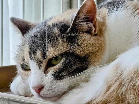 Relaxing cat, JPG