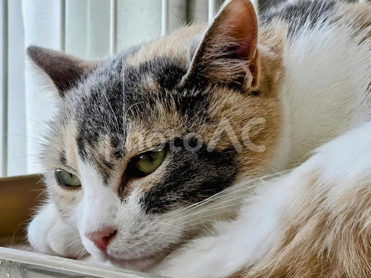 まったりする猫 猫,ネコ,三毛猫の写真素材