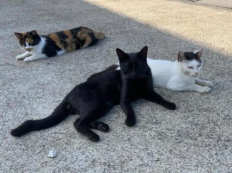 照片, 动物, 活物, 