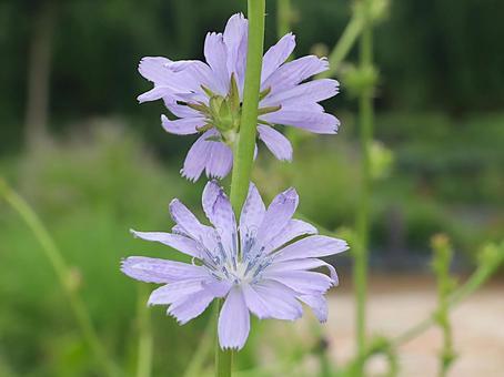 チコリの花 チコリの花 チコリ,植物,野菜の写真素材