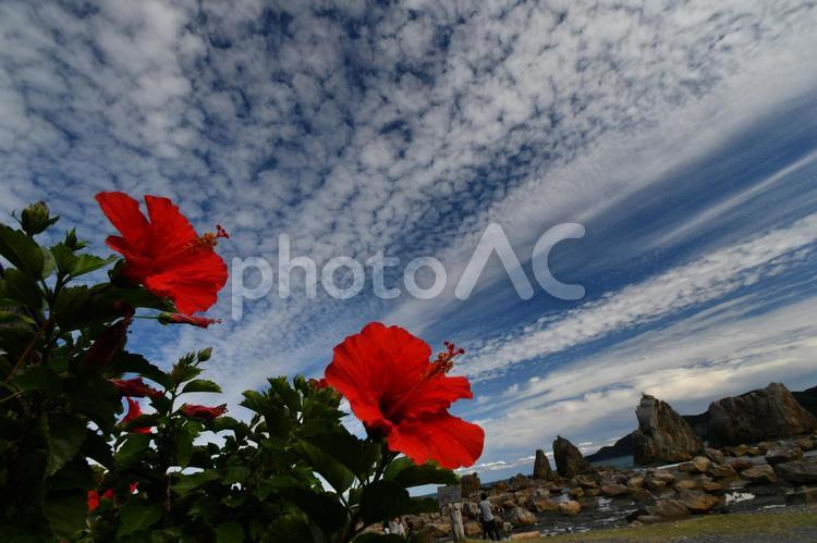 ハイビスカスと空と雲 空,青空,雲の写真素材