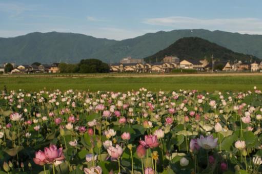 蓮の花を背景に畝傍山と金剛山、葛城山 蓮の花を背景に畝傍山と金剛山、葛城山の写真