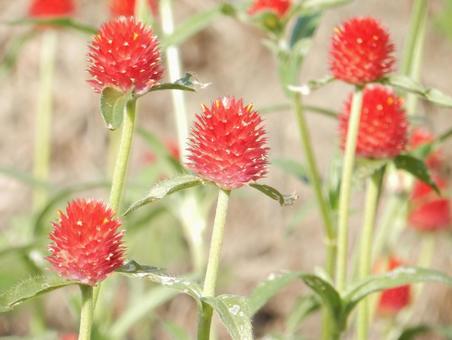 【花の写真】センニチコウ(千日紅) 【花の写真】センニチコウ(千日紅)の写真