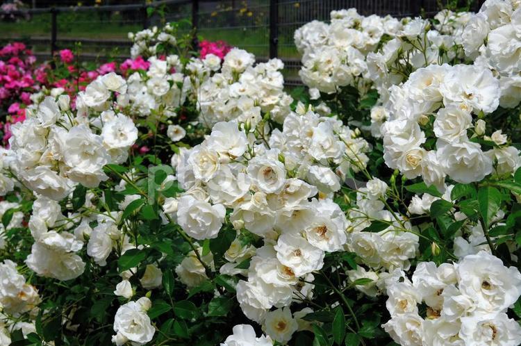 播磨中央公園　ばら園 ばら,バラ,薔薇の写真素材